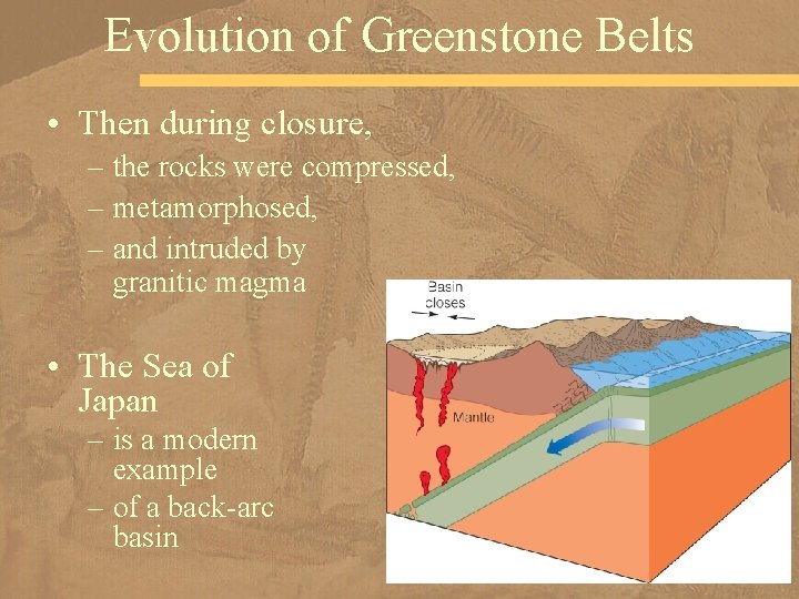 Evolution of Greenstone Belts • Then during closure, – the rocks were compressed, –