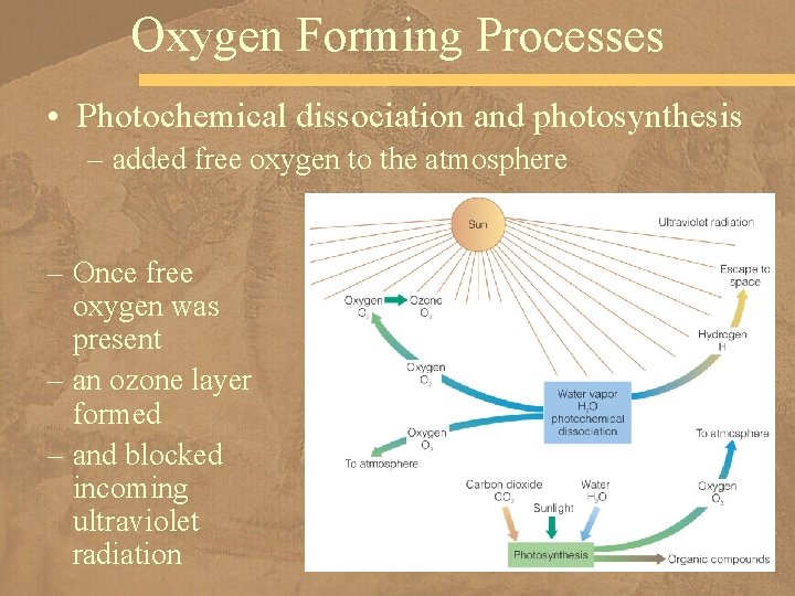 Oxygen Forming Processes • Photochemical dissociation and photosynthesis – added free oxygen to the