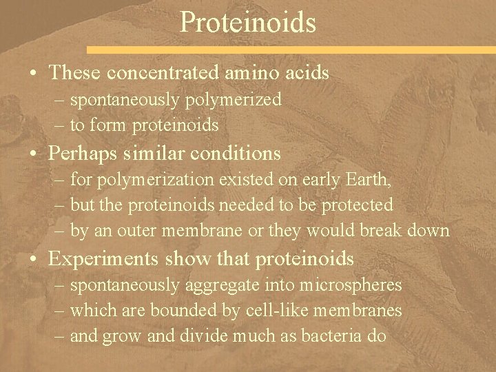 Proteinoids • These concentrated amino acids – spontaneously polymerized – to form proteinoids •