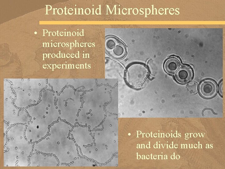 Proteinoid Microspheres • Proteinoid microspheres produced in experiments • Proteinoids grow and divide much