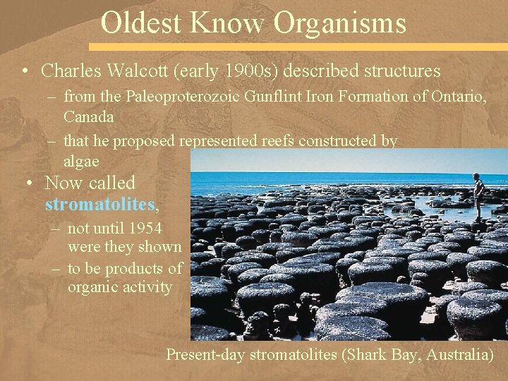 Oldest Know Organisms • Charles Walcott (early 1900 s) described structures – from the