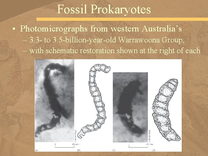 Fossil Prokaryotes • Photomicrographs from western Australia’s – 3. 3 - to 3. 5