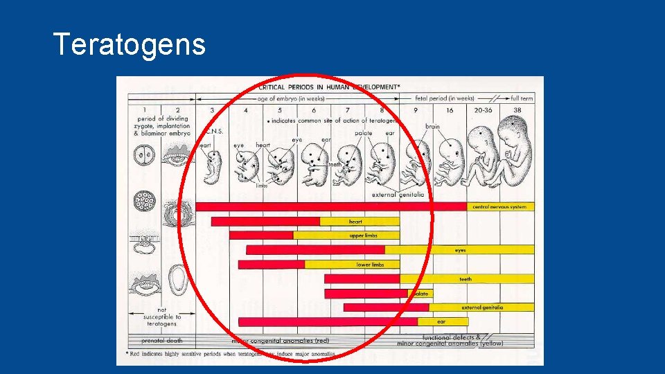 Teratogens 