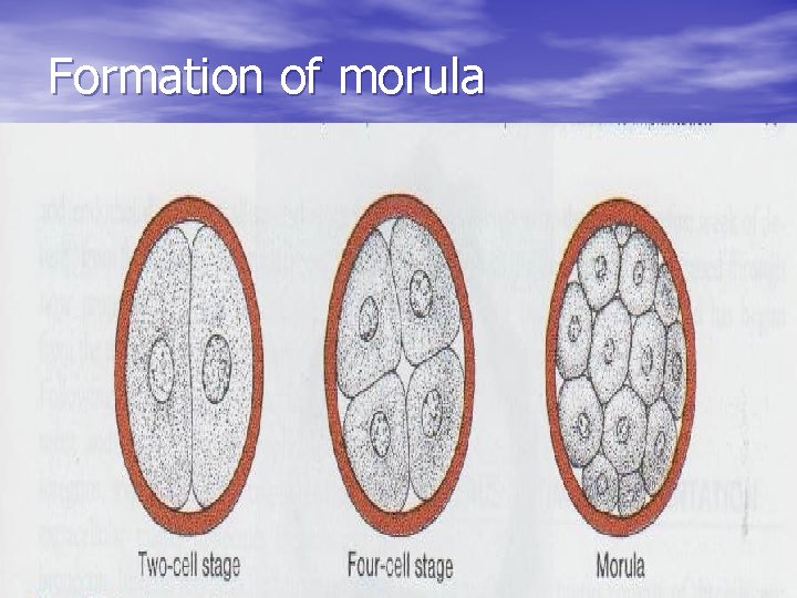 Formation of morula 