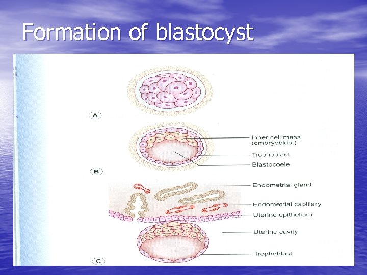 Formation of blastocyst 