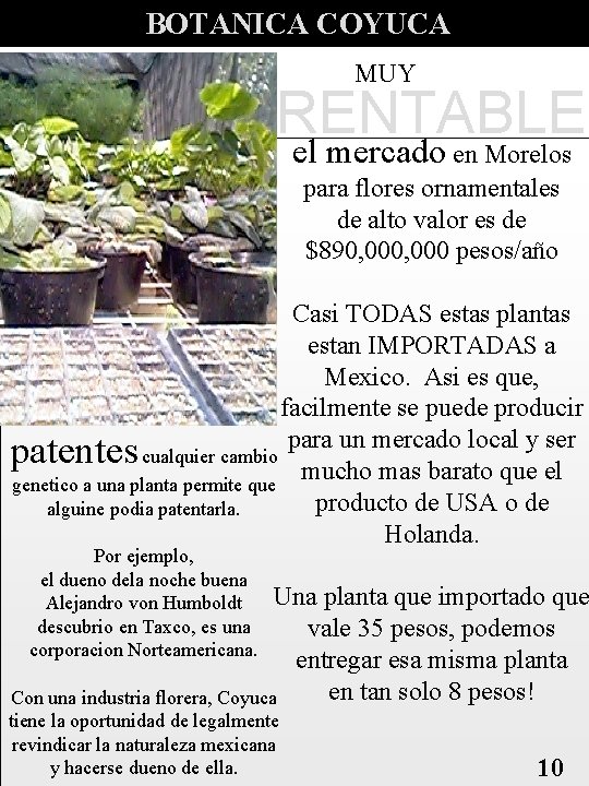 BOTANICA COYUCA MUY RENTABLE el mercado en Morelos para flores ornamentales de alto valor