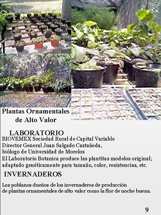 Plantas Ornamentales de Alto Valor LABORATORIO BIOVEMEX Sociedad Rural de Capital Variable Director General