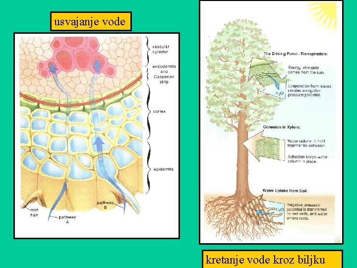 usvajanje vode kretanje vode kroz biljku 