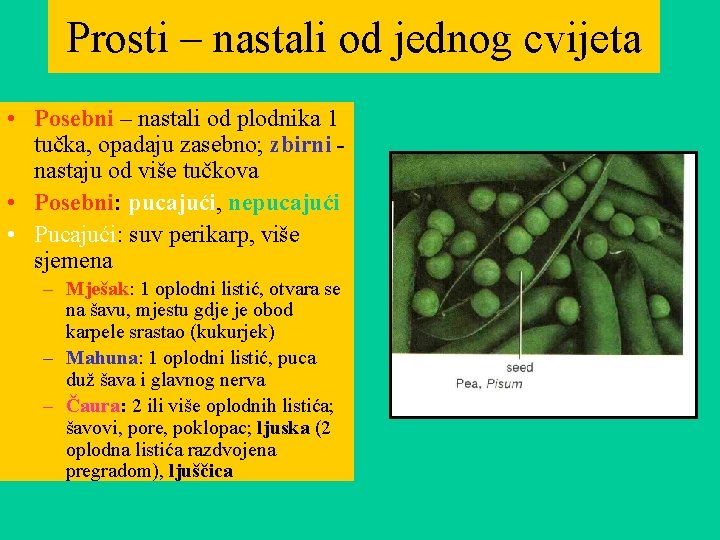 Prosti – nastali od jednog cvijeta • Posebni – nastali od plodnika 1 tučka,