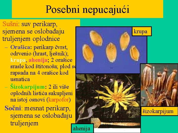 Posebni nepucajući Sušni: suv perikarp, sjemena se oslobađaju truljenjem oplodnice krupa – Orašica: perikarp