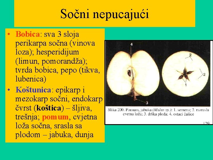 Sočni nepucajući • Bobica: sva 3 sloja perikarpa sočna (vinova loza); hesperidijum (limun, pomorandža);