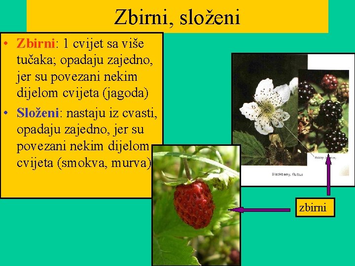 Zbirni, složeni • Zbirni: 1 cvijet sa više tučaka; opadaju zajedno, jer su povezani