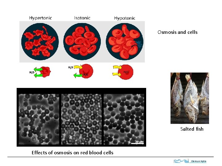 Osmosis and cells Salted fish Effects of osmosis on red blood cells Clemson Hydro