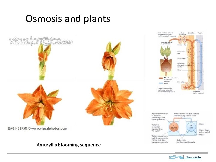 Osmosis and plants Amaryllis blooming sequence Clemson Hydro 