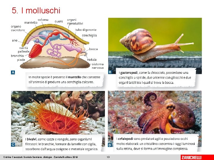 5. I molluschi Cristina Cavazzuti, Daniela Damiano, Biologia, Zanichelli editore 2019 13 