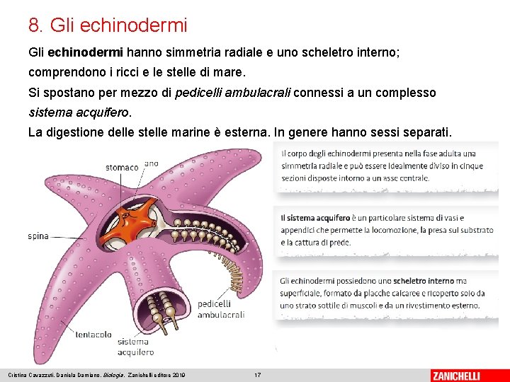 8. Gli echinodermi hanno simmetria radiale e uno scheletro interno; comprendono i ricci e