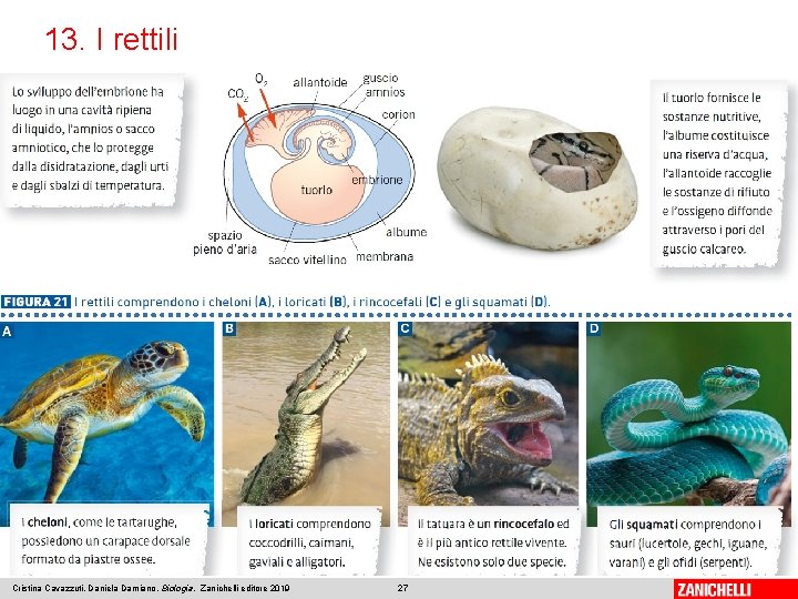 13. I rettili Cristina Cavazzuti, Daniela Damiano, Biologia, Zanichelli editore 2019 27 