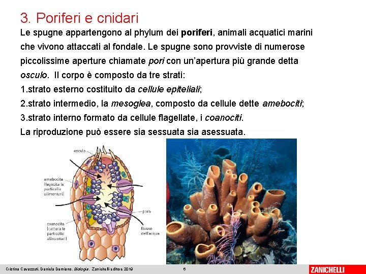 3. Poriferi e cnidari Le spugne appartengono al phylum dei poriferi, animali acquatici marini