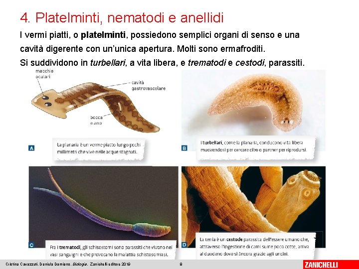 4. Platelminti, nematodi e anellidi I vermi piatti, o platelminti, possiedono semplici organi di