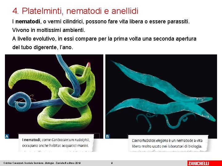 4. Platelminti, nematodi e anellidi I nematodi, o vermi cilindrici, possono fare vita libera