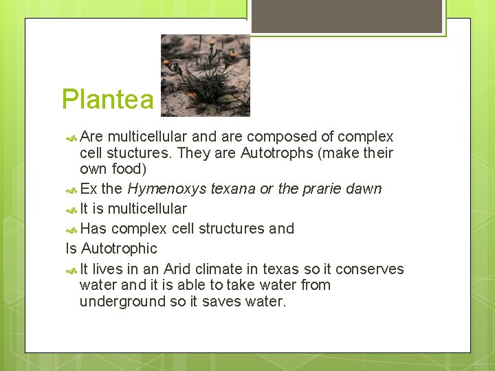 Plantea Are multicellular and are composed of complex cell stuctures. They are Autotrophs (make
