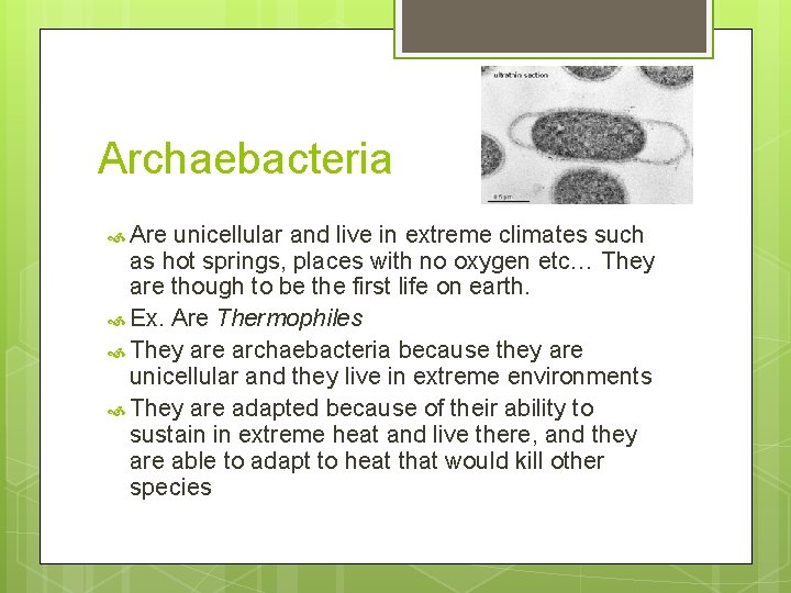 Archaebacteria Are unicellular and live in extreme climates such as hot springs, places with