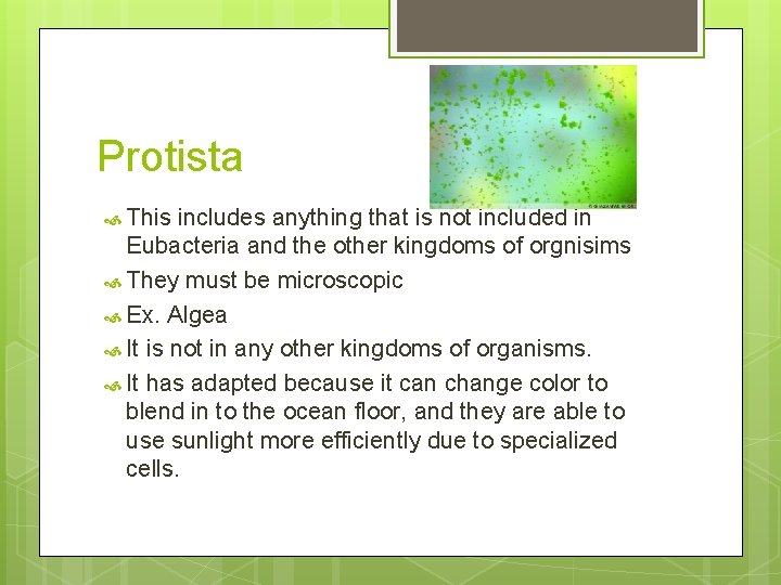 Protista This includes anything that is not included in Eubacteria and the other kingdoms