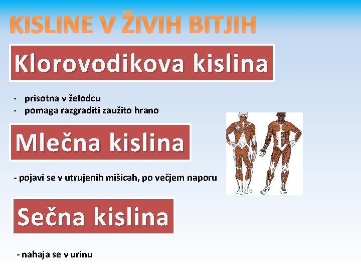 KISLINE V ŽIVIH BITJIH Klorovodikova kislina - prisotna v želodcu - pomaga razgraditi zaužito