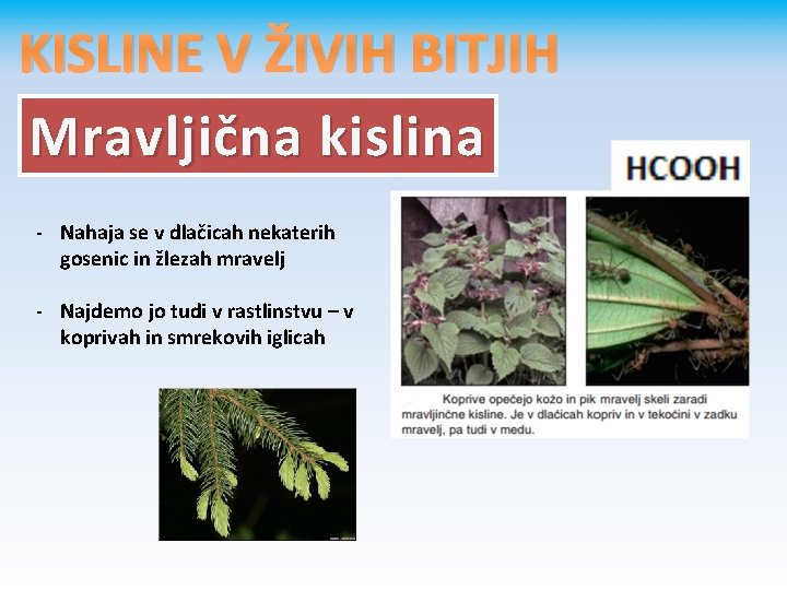 KISLINE V ŽIVIH BITJIH Mravljična kislina - Nahaja se v dlačicah nekaterih gosenic in