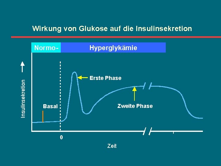 Wirkung von Glukose auf die Insulinsekretion Normo- Hyperglykämie Erste Phase Zweite Phase Basal 0