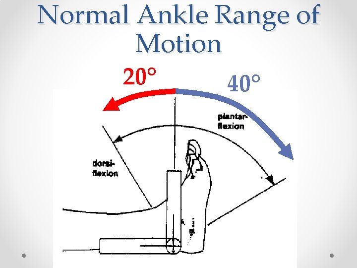 Normal Ankle Range of Motion 20° 40° 