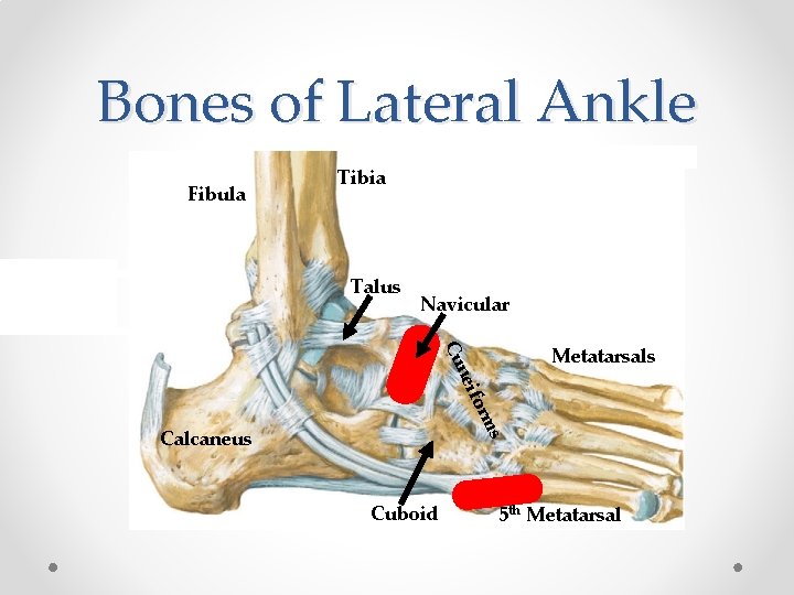 Bones of Lateral Ankle Fibula Tibia Talus Navicular ms for nei Cu Metatarsals Calcaneus