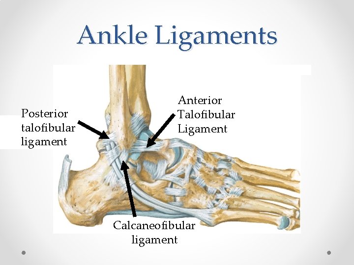 Ankle Ligaments Posterior talofibular ligament Anterior Talofibular Ligament Calcaneofibular ligament 