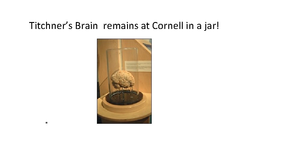 Titchner’s Brain remains at Cornell in a jar! " 