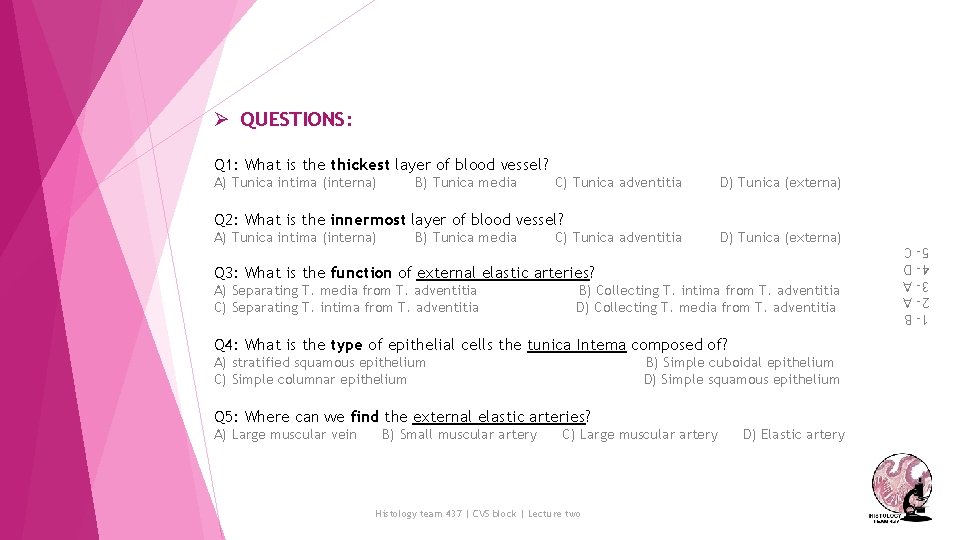 Ø QUESTIONS: Q 1: What is the thickest layer of blood vessel? A) Tunica