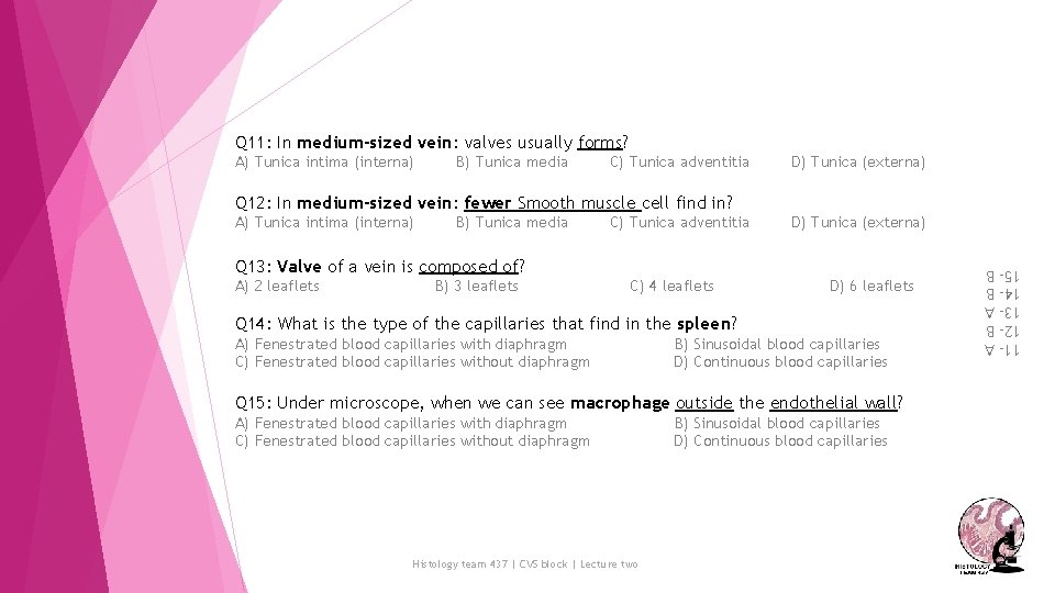 Q 11: In medium-sized vein: valves usually forms? A) Tunica intima (interna) B) Tunica