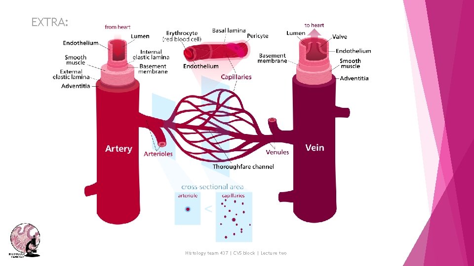 EXTRA: Histology team 437 | CVS block | Lecture two 