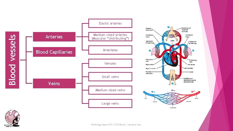 Blood vessels Elastic arteries Arteries Medium-sized arteries (Muscular “distributing”) Blood Capillaries Arterioles Venules Small
