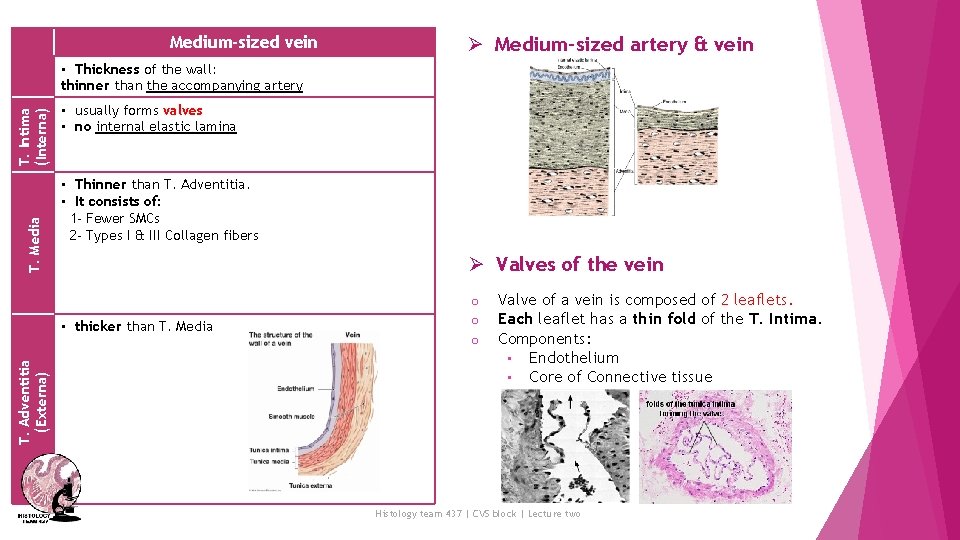 Medium-sized vein Ø Medium-sized artery & vein T. Media T. Intima (Interna) • Thickness