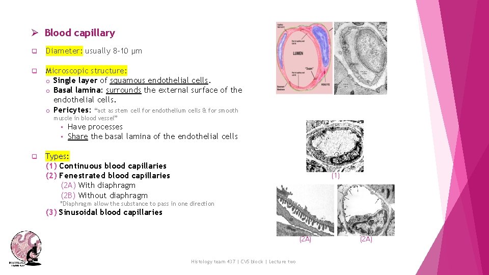Ø Blood capillary q Diameter: usually 8 -10 µm q Microscopic structure: o Single