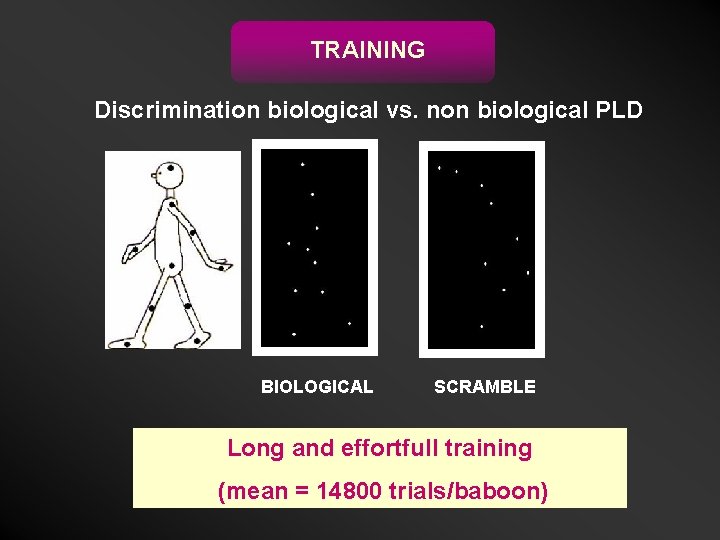 TRAINING Discrimination biological vs. non biological PLD BIOLOGICAL SCRAMBLE Long and effortfull training (mean