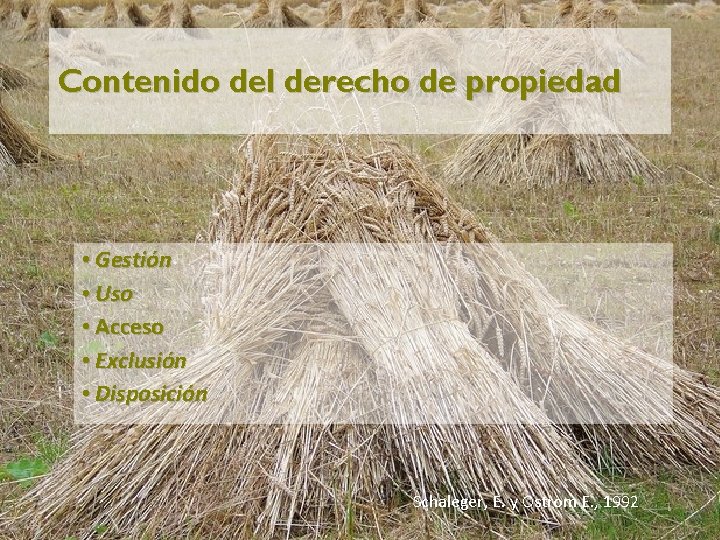 Contenido del derecho de propiedad • Gestión • Uso • Acceso • Exclusión •