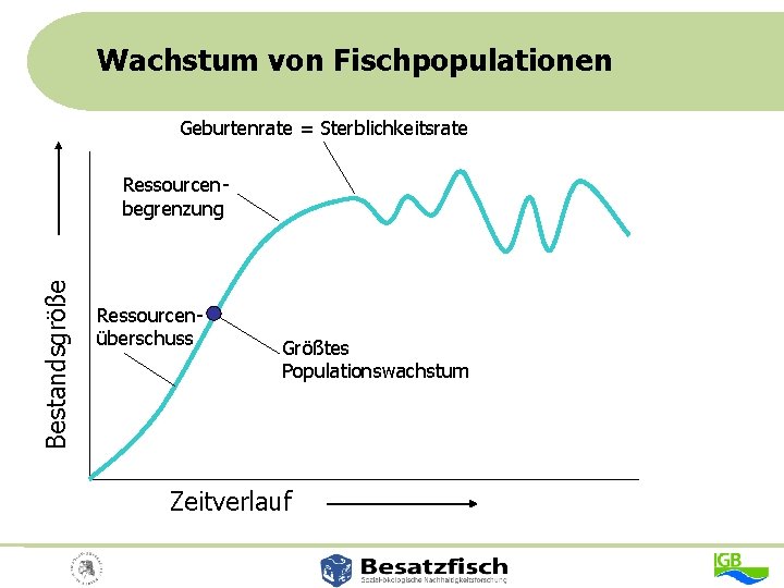 Wachstum von Fischpopulationen Geburtenrate = Sterblichkeitsrate Bestandsgröße Ressourcenbegrenzung Ressourcenüberschuss Größtes Populationswachstum Zeitverlauf 