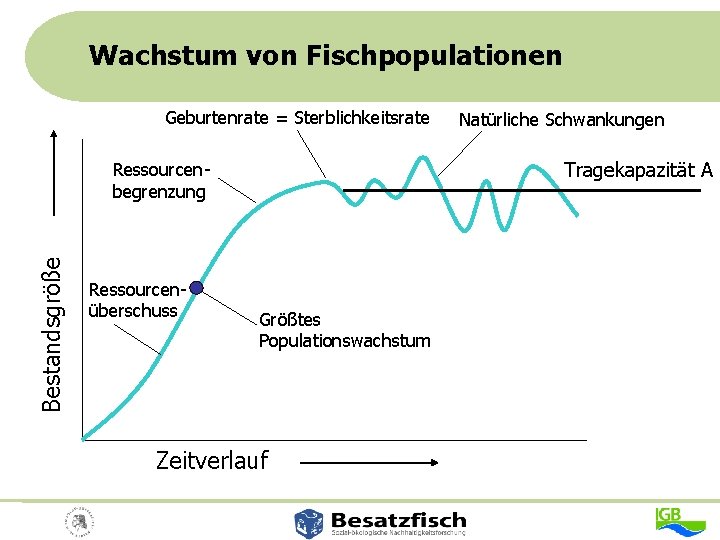 Wachstum von Fischpopulationen Geburtenrate = Sterblichkeitsrate Tragekapazität A Bestandsgröße Ressourcenbegrenzung Ressourcenüberschuss Natürliche Schwankungen Größtes