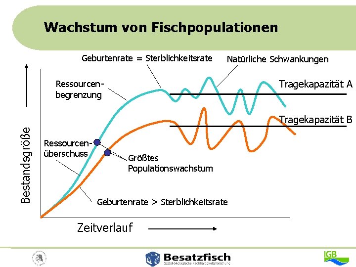 Wachstum von Fischpopulationen Geburtenrate = Sterblichkeitsrate Natürliche Schwankungen Tragekapazität A Ressourcenbegrenzung Bestandsgröße Tragekapazität B