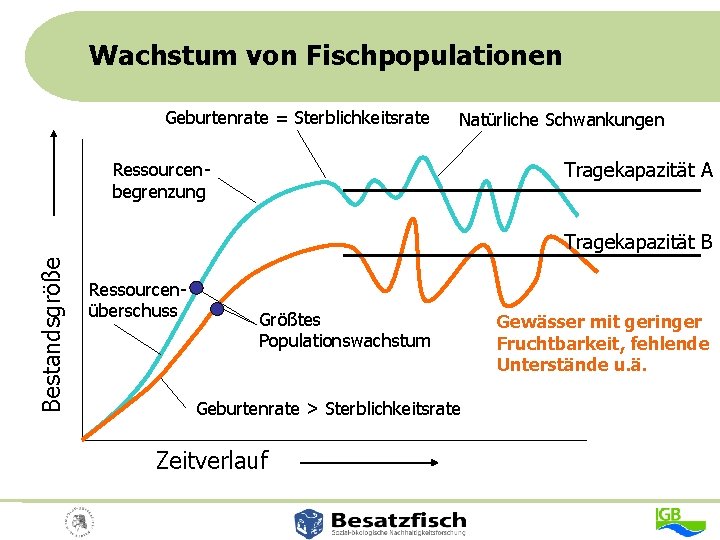 Wachstum von Fischpopulationen Geburtenrate = Sterblichkeitsrate Natürliche Schwankungen Tragekapazität A Ressourcenbegrenzung Bestandsgröße Tragekapazität B