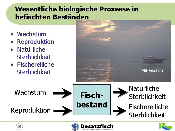 Wesentliche biologische Prozesse in befischten Beständen • Wachstum • Reproduktion • Natürliche Sterblichkeit •