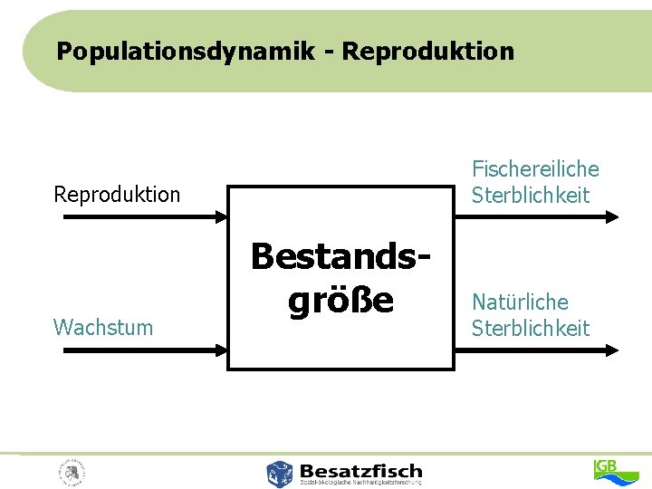 Populationsdynamik - Reproduktion Fischereiliche Sterblichkeit Reproduktion Wachstum Bestandsgröße Natürliche Sterblichkeit 