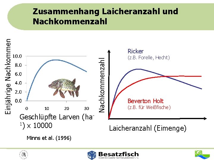 Ricker Geschlüpfte Larven (ha 1) x 10000 Minns et al. (1996) Nachkommenzahl Einjährige Nachkommen