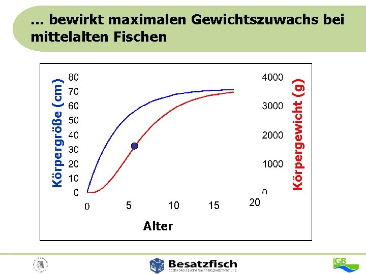 Körpergewicht (g) Körpergröße (cm) … bewirkt maximalen Gewichtszuwachs bei mittelalten Fischen 5 10 Alter